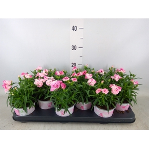 Dianthus  'Sprint Pink and Proud'