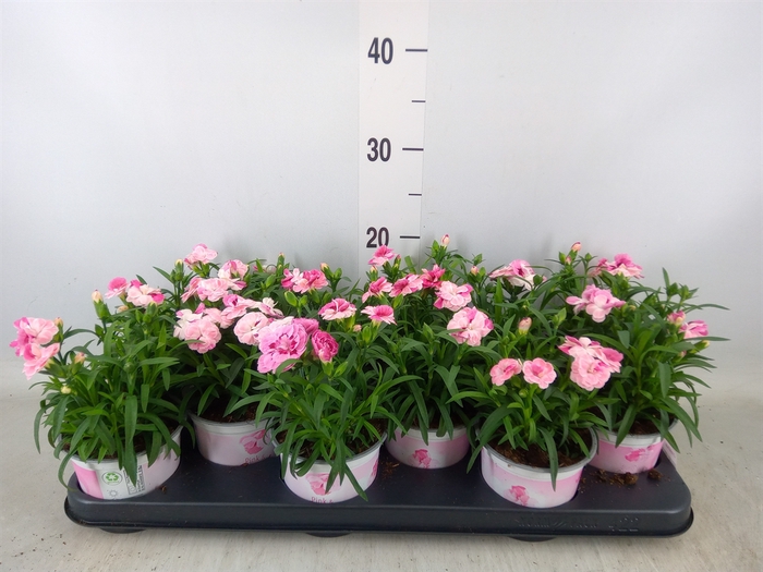 <h4>Dianthus  'Sprint Pink and Proud'</h4>