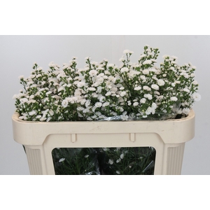 Aster White Gypsy