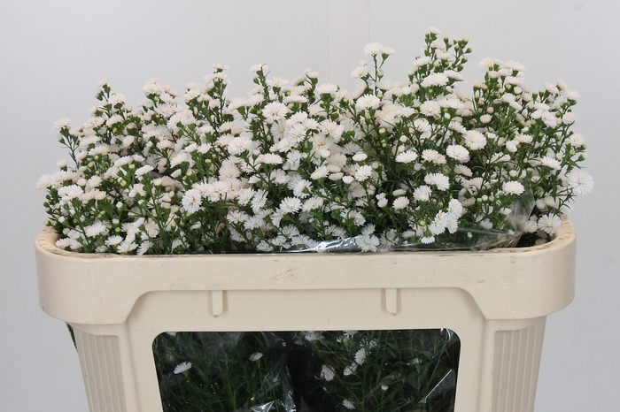 <h4>Aster White Gypsy</h4>