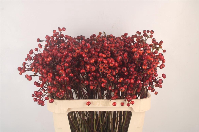 <h4>Rosa Mag Delight</h4>