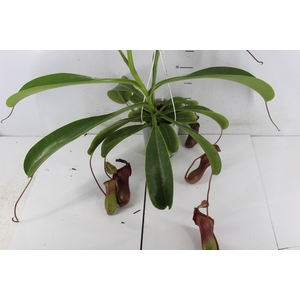 CARNIVORA NEPENTHES BRIGGSIANA P13