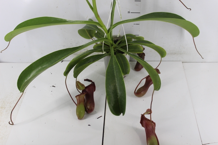 CARNIVORA NEPENTHES BRIGGSIANA P13
