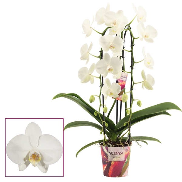 <h4>Phalaenopsis cascade 2 tak wit (Scenza)</h4>