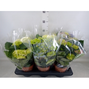 Hydrangea mac.   ...mix