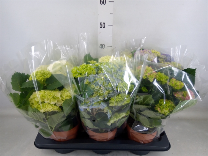 <h4>Hydrangea mac.   ...mix</h4>