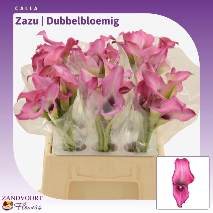 <h4>Calla Zazu | Dubbelbloemig</h4>