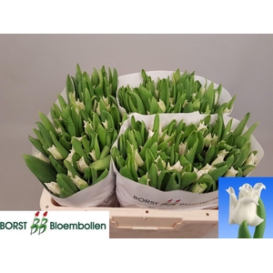 TU CO WHITE LIBERSTA