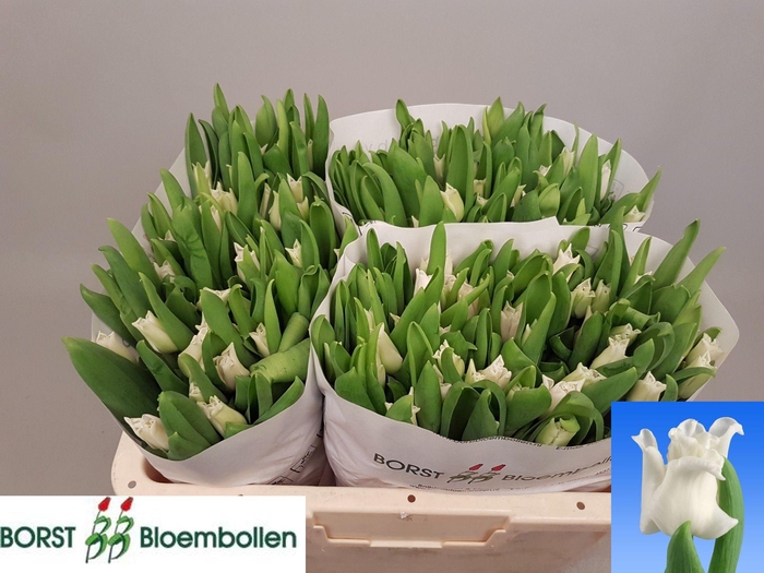 <h4>TU CO WHITE LIBERSTA</h4>