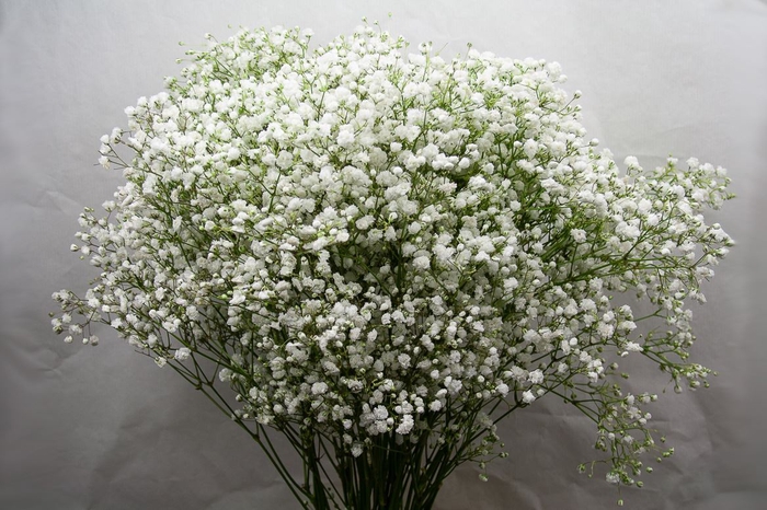 <h4>Gypsophila Paniculata Overtime 40gr</h4>