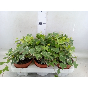 Hedera helix 'Eva'