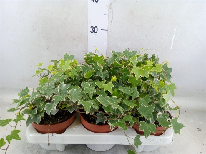 <h4>Hedera helix 'Eva'</h4>