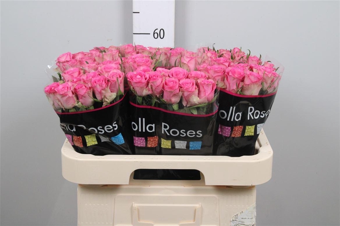 <h4>R Gr Royal Jewel B1</h4>