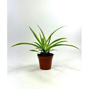 Chlorophytum Ocean p8