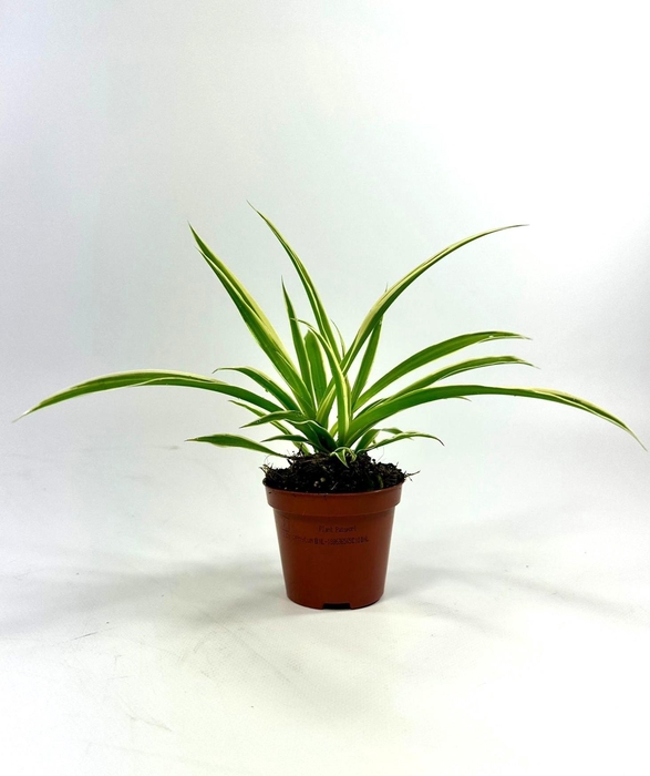 <h4>Chlorophytum Ocean p8</h4>