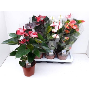 .Anthurium andreanum grp gemengd 6 kleuren