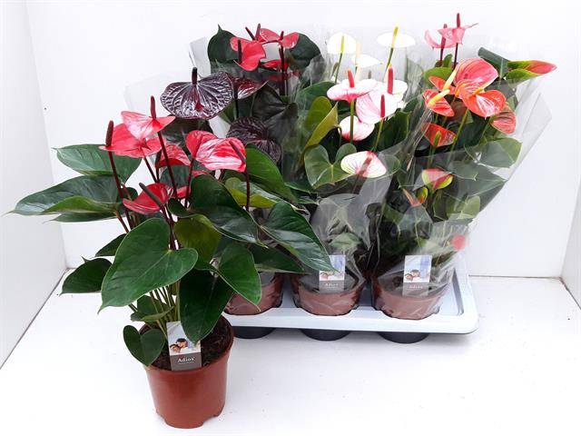 <h4>.Anthurium andreanum grp gemengd 6 kleuren</h4>