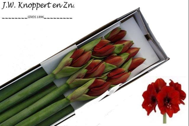 <h4>HIPP GA FERRARI x10</h4>