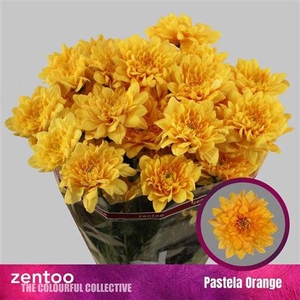 Chr T Pastela Orange