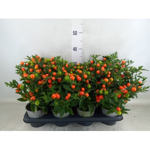 Solanum pseudocapsicum 'Bartoli'