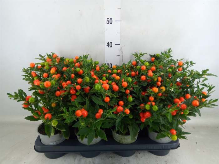 <h4>Solanum pseudocapsicum 'Bartoli'</h4>