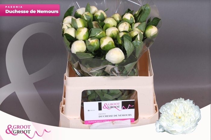 <h4>Paeonia Duchesse De Nemours</h4>