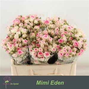 R Tr Mimi Eden