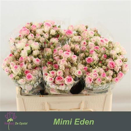 <h4>R Tr Mimi Eden</h4>