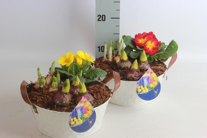 <h4>ARR TUINPLANTEN</h4>