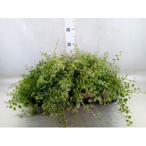 Ficus pumila 'White Sunny'