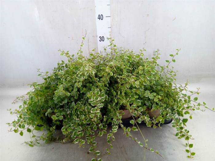 <h4>Ficus pumila 'White Sunny'</h4>