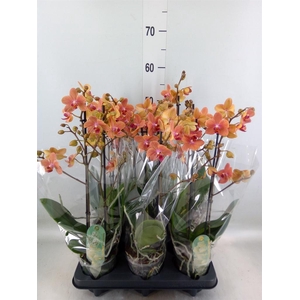 Phalaenopsis multi. 'FC SunsetLove'