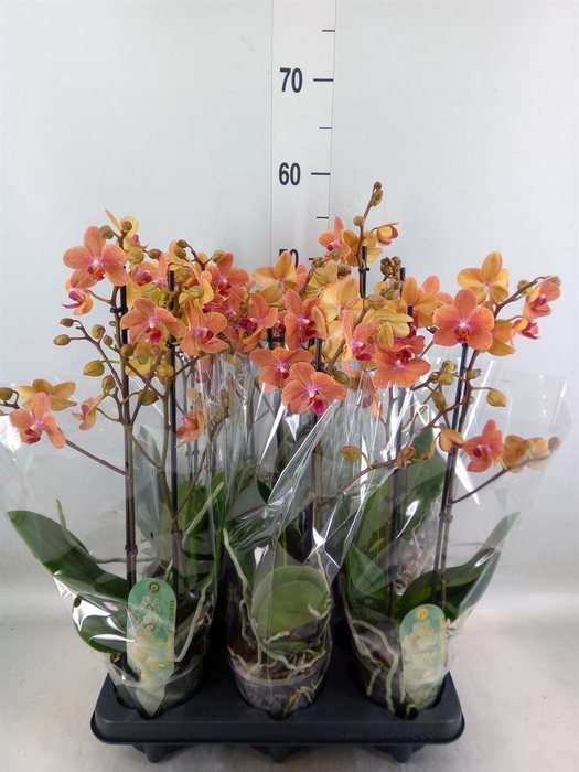 <h4>Phalaenopsis multi. 'FC SunsetLove'</h4>