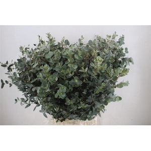 Euca Gunny 300gr P Bunch