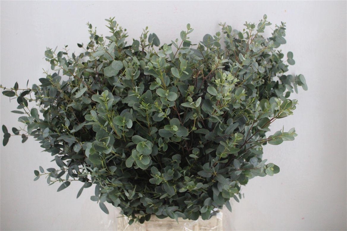 <h4>Euca Gunny 300gr P Bunch</h4>