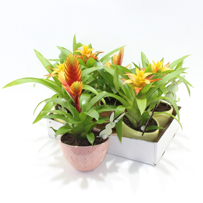 <h4>ARR BROMELIA</h4>