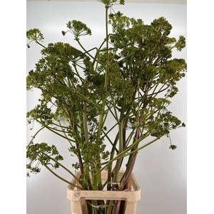 Foeniculum Vulgare