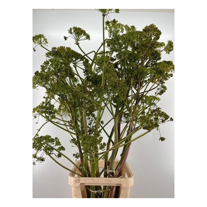 <h4>Foeniculum Vulgare</h4>