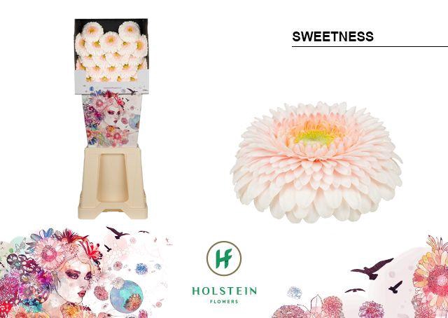 <h4>Germini Pomponi Sweetness Diamond</h4>