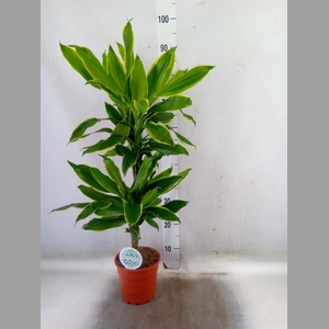 Dracaena frag. 'Golden Coast'