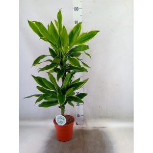 Dracaena frag. 'Golden Coast'