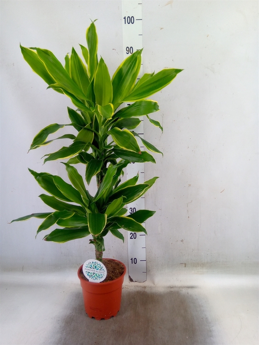 <h4>Dracaena frag. 'Golden Coast'</h4>
