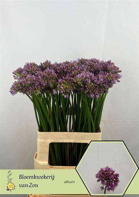 <h4>Allium senescens</h4>