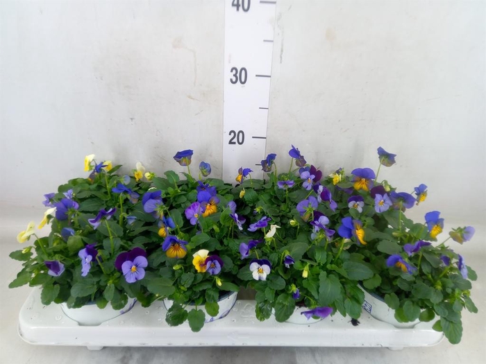 <h4>Viola   ...tricolor</h4>