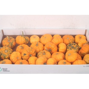 Cuc P Jack Be Little X30