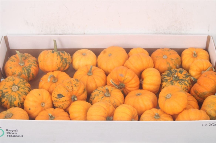 <h4>Cuc P Jack Be Little X30</h4>