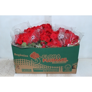 BEGONIA BALADIN P15