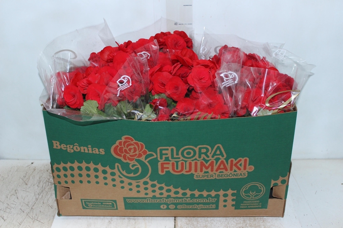 <h4>BEGONIA BALADIN P15</h4>