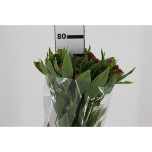 ALSTROEMERIA CINNAMON 080 CM