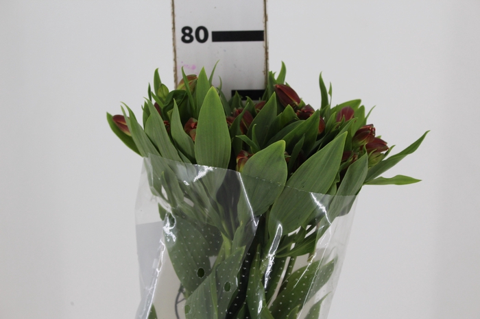 <h4>ALSTROEMERIA CINNAMON 080 CM</h4>